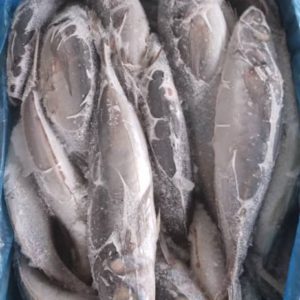 Kote (Horse Mackerel)