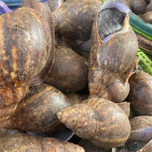 Snails Medium 1 (20 pieces)