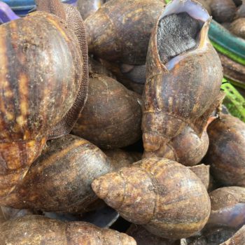 e1e3b79f-3fd0-4af3-b84d-42ae6db04767