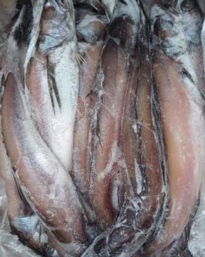 B/W (Juvenile Hake Fish/Small Panla)