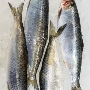 Shawa (North Atlantic Herrings)